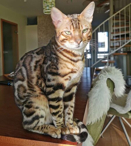 Bengal Kater Jaro